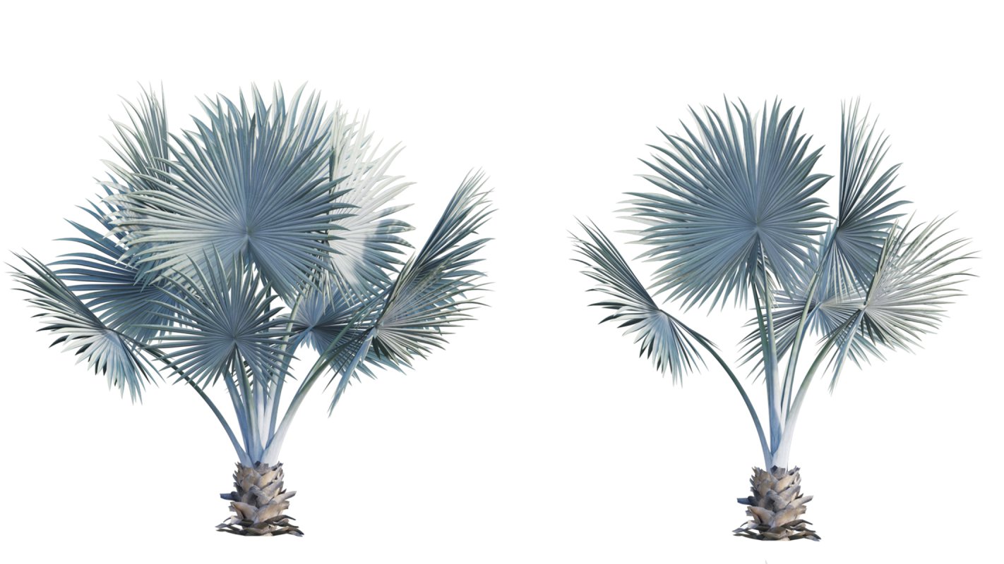 Collection 22 – Australian Plants - Image 35