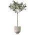 AV Indoor Plants Set 357 Olive Tree and Aspidistra Elatior and Ficus Cyathistipula and Dracaena Lemon - Thumbnail 1