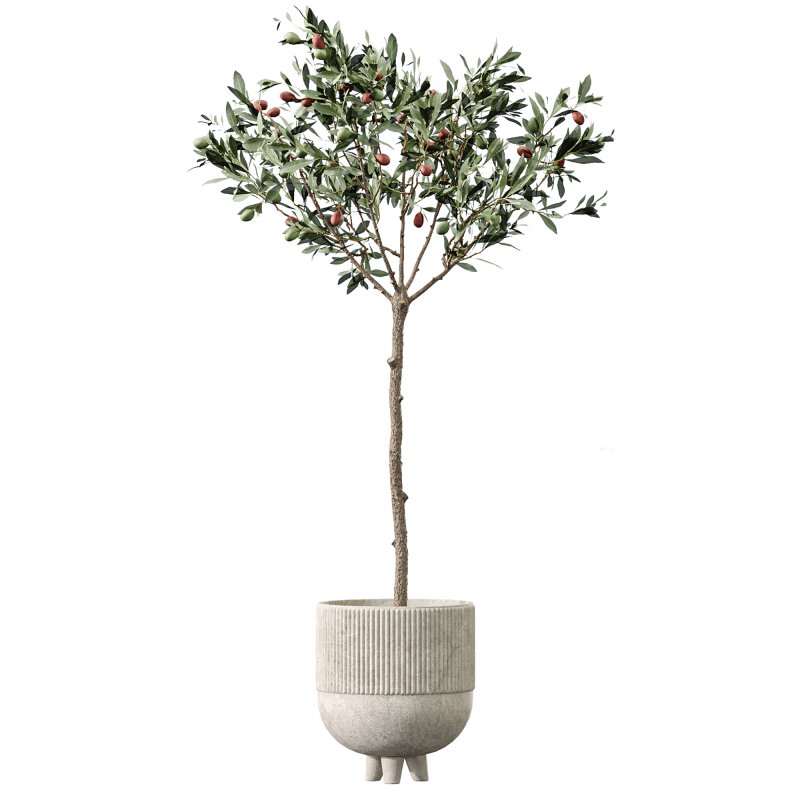 AV Indoor Plants Set 357 Olive Tree and Aspidistra Elatior and Ficus Cyathistipula and Dracaena Lemon - Image 1