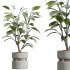 AV Indoor Plants Set 383 Yucca and Ficus Marginata and Banana Nicolai and Ficus Fig - Thumbnail 1