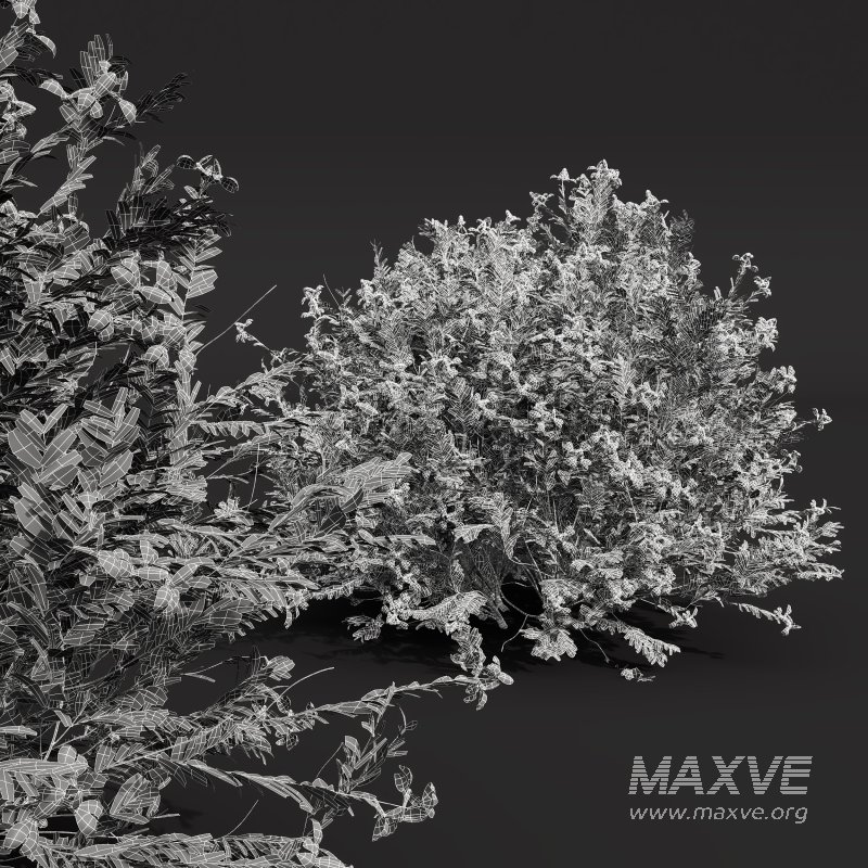 ntal shrubs, designed with botanical precision for photorealistic exterior rendering. - Image 9