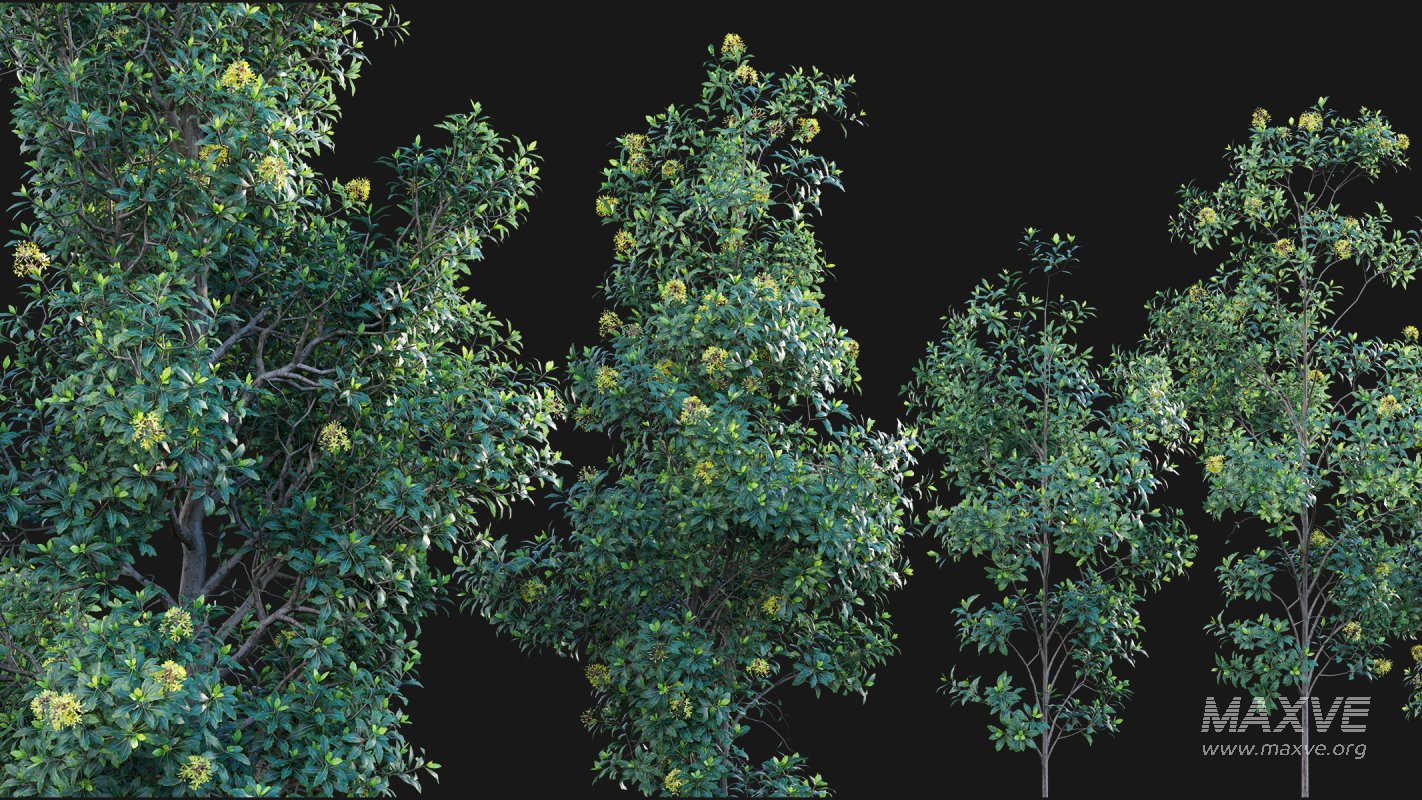 Collection 22 – Australian Plants - Image 9