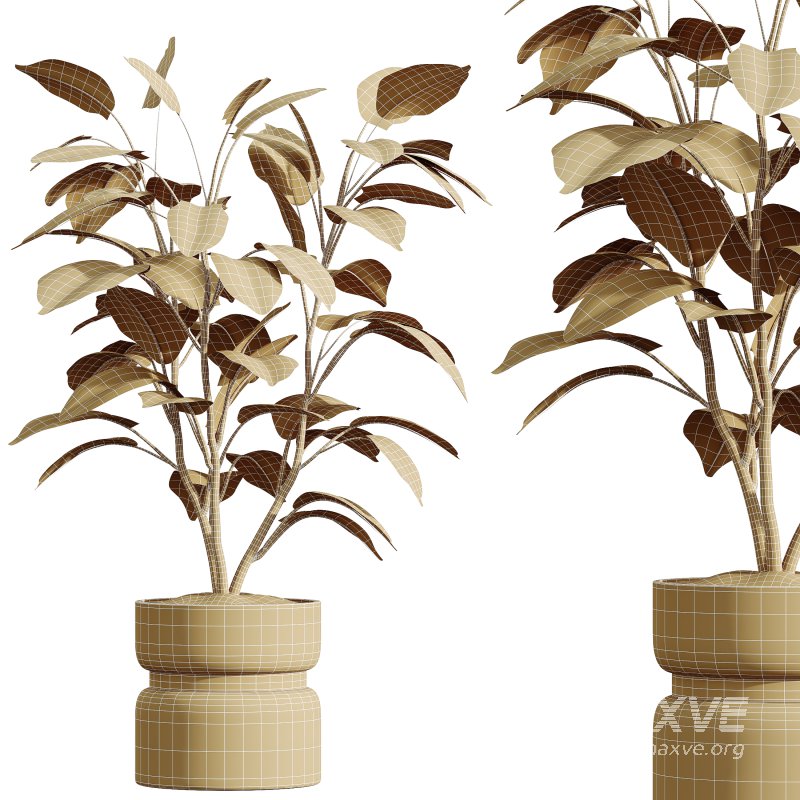 AV Indoor Plants Set 398 Olive and Swiss Cheese and Ficus lyrata Fiddle - Image 6