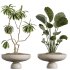 AV Indoor Plants Set 377 Ficus Cyathistipula and Banana Nicolai and Schefflera and Rhapis Excelsa - Thumbnail 8