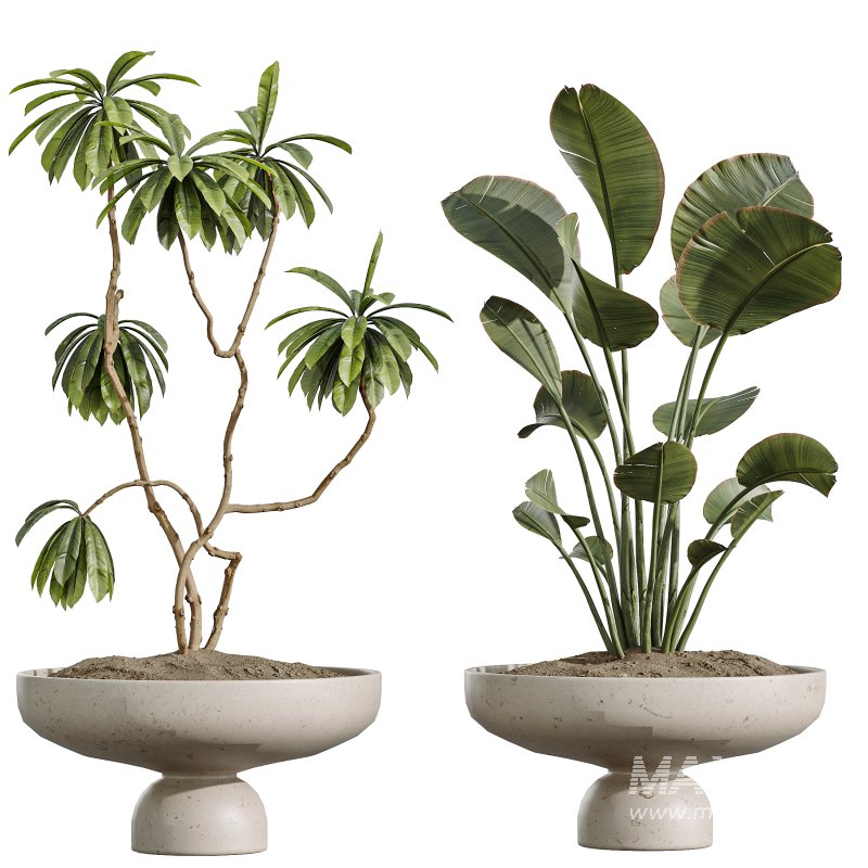 AV Indoor Plants Set 377 Ficus Cyathistipula and Banana Nicolai and Schefflera and Rhapis Excelsa - Image 8