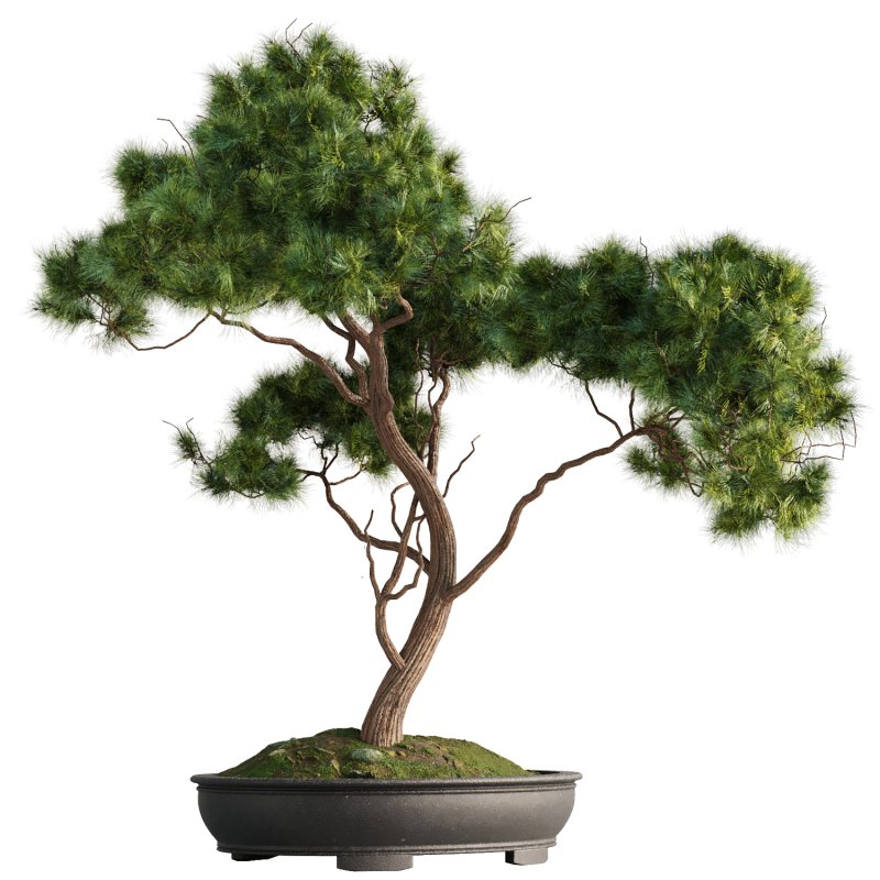 Bonsai Tree set8 - Image 3