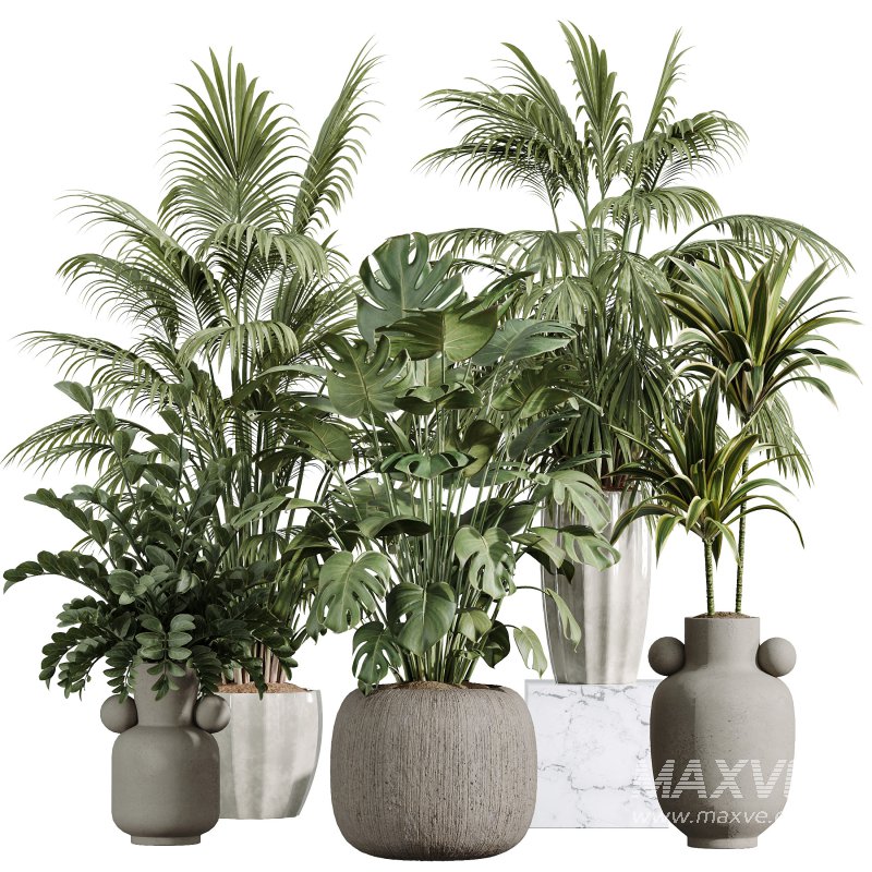AV Indoor Plants Set 397 Zamiifolia and Giant Monstera and Dracaena Warneckii Lemon and Areca Palm - Image 5