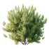 Pinus Mugo plant 01 - Thumbnail 2