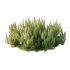 Pinus Mugo plant 03 - Thumbnail 2