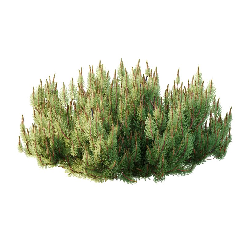 Pinus Mugo plant 03 - Image 2