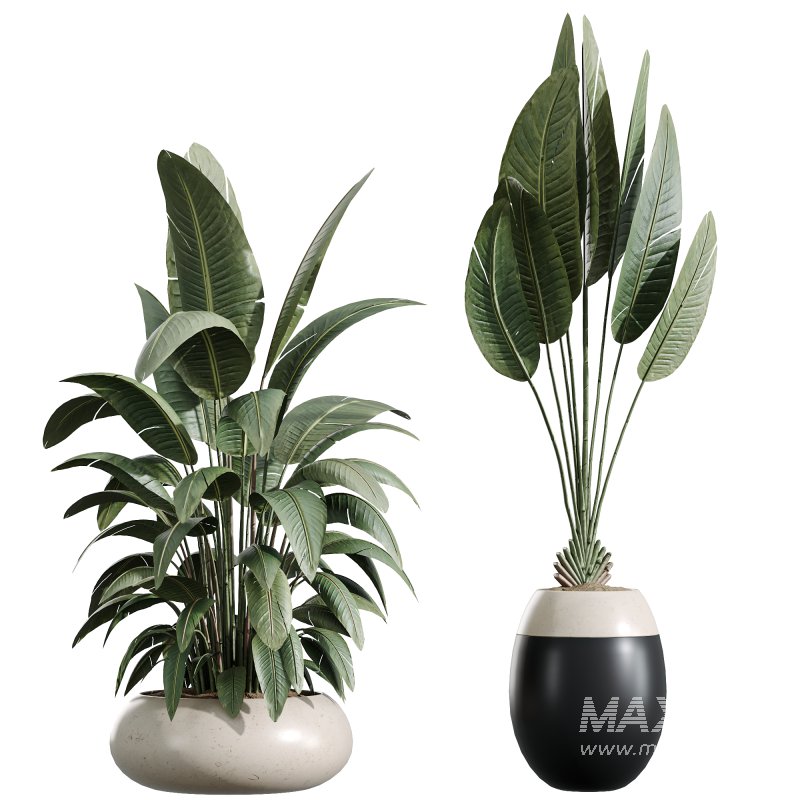 AV Indoor Plants Set 356 ParadiseBird and Arbequina Olive and Areca Palm and Rhapis Excelsa - Image 5