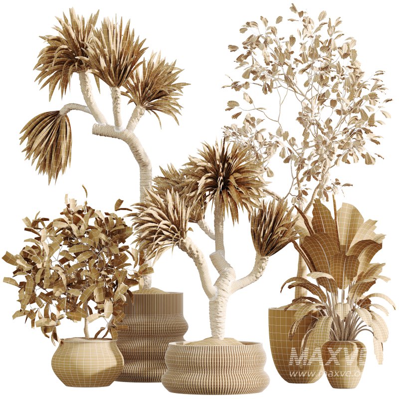 AV Indoor Plants Set 395 Yucca Elephantipes and Briful Pachira and Ficus Elastica and Japandi Decorative - Image 9