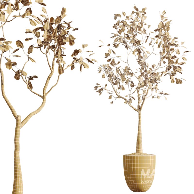 AV Indoor Plants Set 395 Yucca Elephantipes and Briful Pachira and Ficus Elastica and Japandi Decorative - Image 8