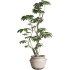 Bonsai Schefflera Tree and Jungle Ficus Rubber Fig Leaf 448 - Thumbnail 3