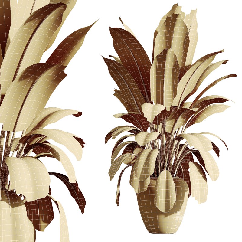 AV Indoor Plants Set 384 Ficus Robusta Abidjan and Ficus Dracaena Marginata - Image 11