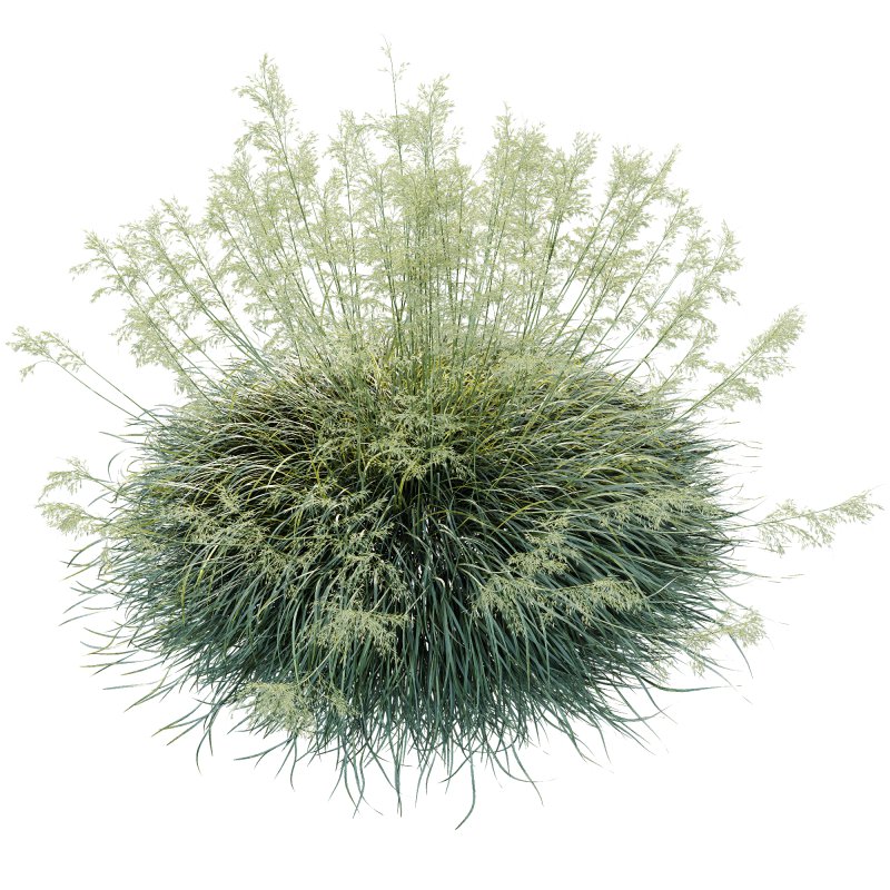 ntal grasses used in landscaping and architectural projects. With tall, elegant stems and fine golden seed heads that sway gracefully, this plant adds movement and texture to any scene. Native to the Mediterranean, it is celebrated for its drought tolerance and striking golden plumes that create a dramatic focal point in gardens, courtyards, or outdoor visualizations. Optimized with clean topology and high-resolution textures, this model ensures photorealistic results in both close-up and wide landscape renders. - Image 2