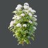 hydrangea arborescens Bush 10 - Thumbnail 4