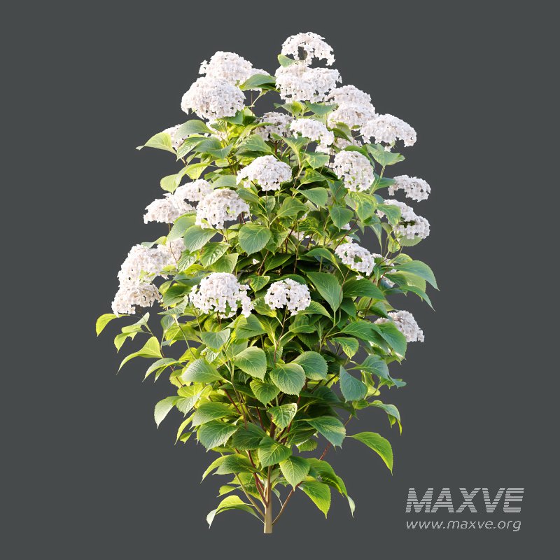 hydrangea arborescens Bush 10 - Image 4
