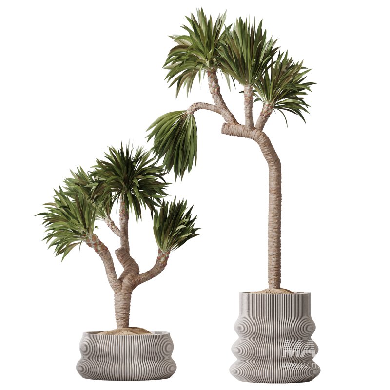 AV Indoor Plants Set 395 Yucca Elephantipes and Briful Pachira and Ficus Elastica and Japandi Decorative - Image 6