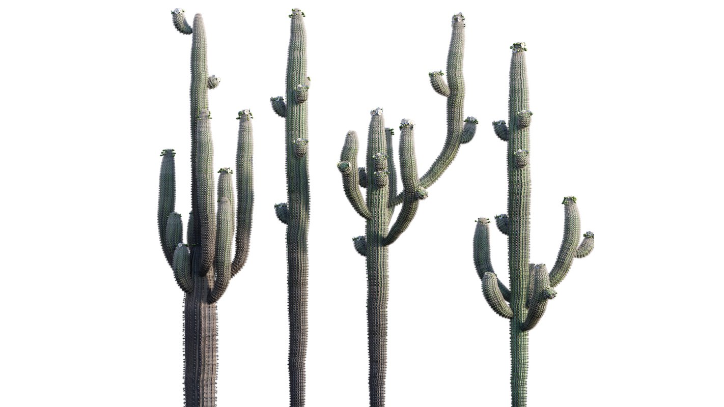 Collection 23 – Mexican Plants - Image 3