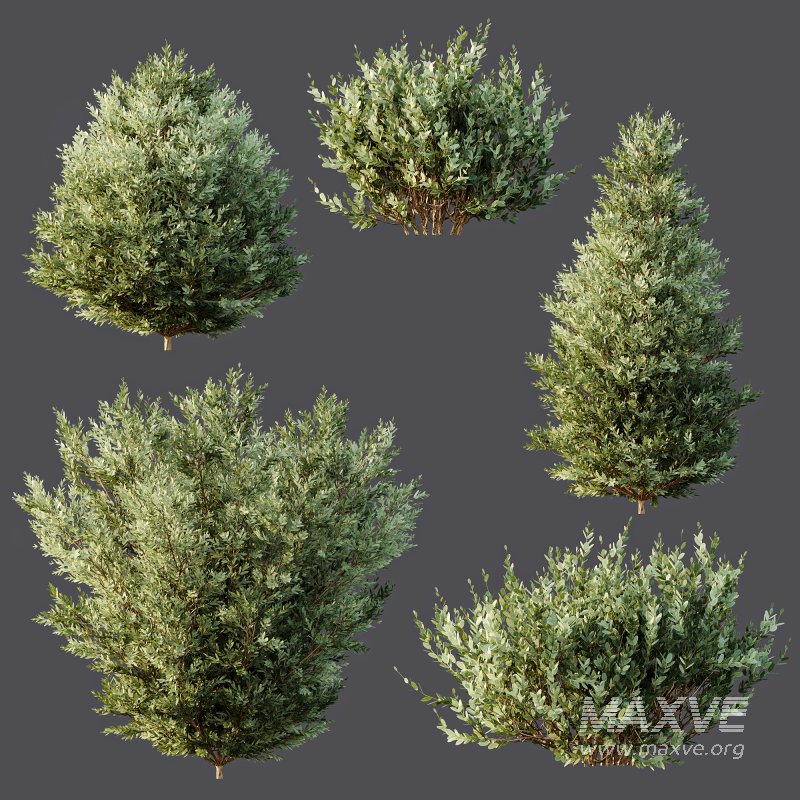 ntal olive shrubs designed for realistic architectural visualization and Mediterranean landscape rendering. - Image 8