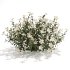 White Phlox Bush Arrangement - Thumbnail 2