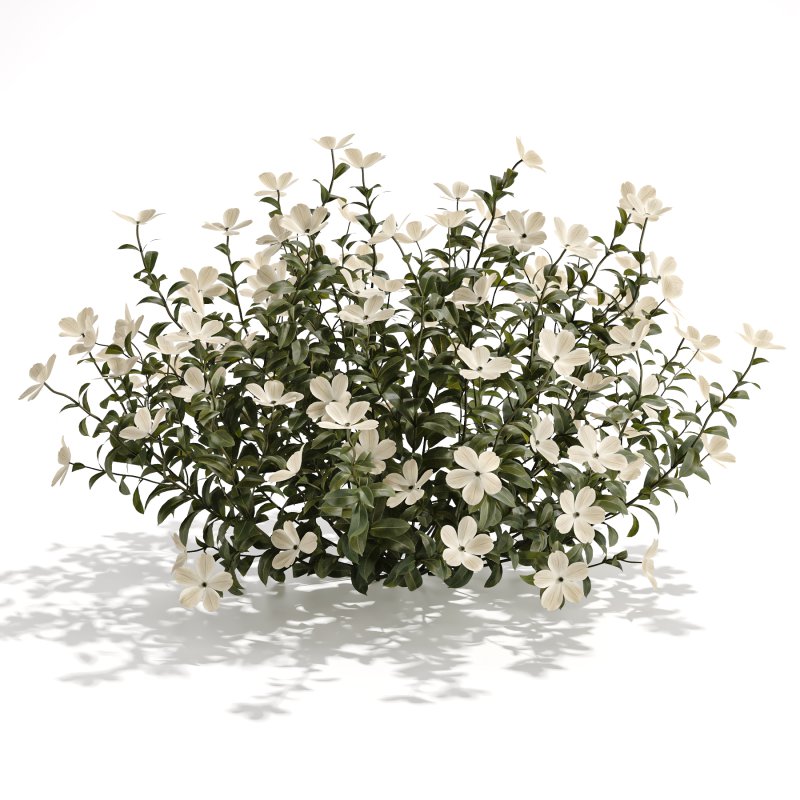White Phlox Bush Arrangement - Image 2
