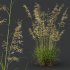 ntal grass prized for its tall, arching stems crowned with golden seed heads. This 3D model set includes six unique variations of the plant, meticulously designed to capture the natural elegance and movement of its fine, feathery plumes. Perfect for modern garden scenes, landscape visualizations, or architectural exteriors, each model brings depth, realism, and a gentle sense of motion to your render. - Thumbnail 2