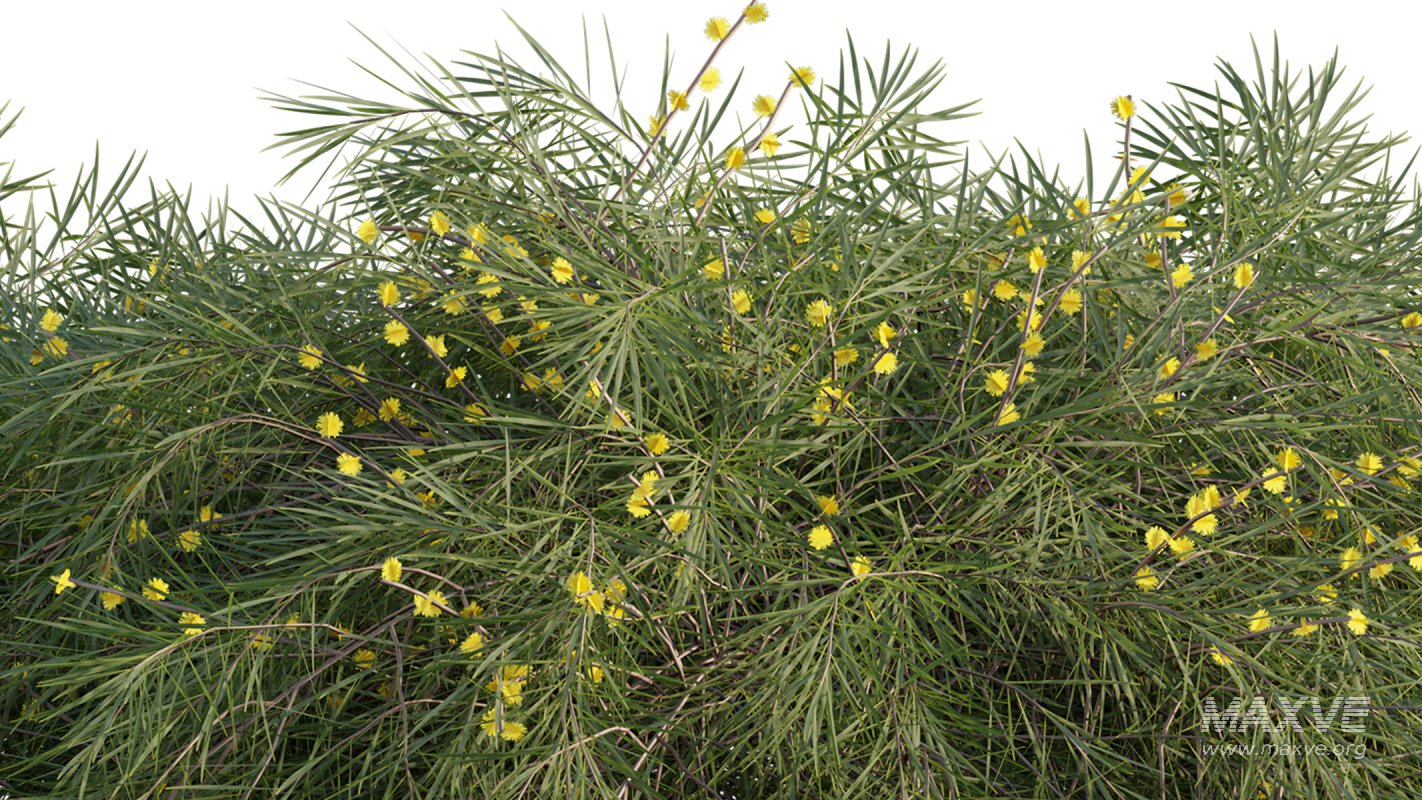 Collection 22 – Australian Plants - Image 24