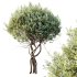 ntal shrub highly valued for its decorative foliage and sculptural form. Its dense crown of silver-green leaves and textured branches makes it a perfect choice for elegant gardens, modern courtyards, and naturalistic landscapes. Native to southern Europe, this shrub is both resilient and beautiful, offering authentic Mediterranean charm. Designed with detailed 4K textures and optimized topology, this model is ideal for high-quality architectural visualization, outdoor renders, and landscape design projects. - Thumbnail 2