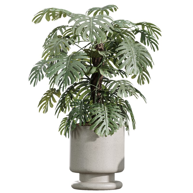 AV Indoor Plants Set 372 Monstera and Aspidistra and Japandi and Dracaena Warneckii - Image 3