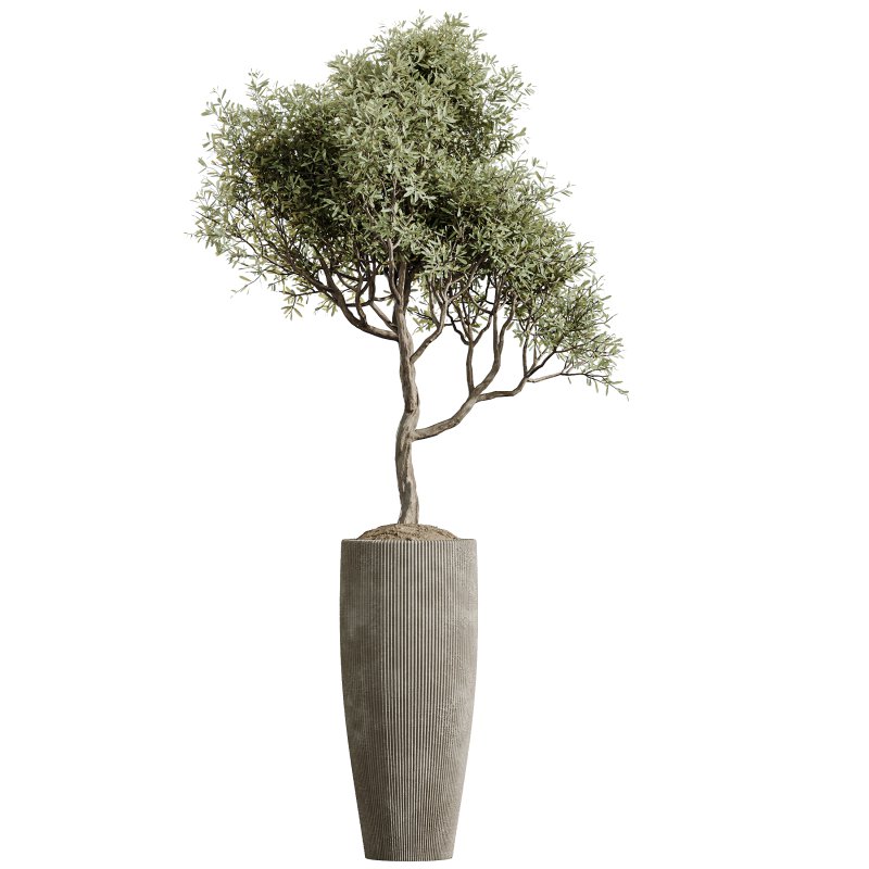 AV Indoor Plants Set 394 Cyara Palm and Mission olive and Elegant Monstera and Cunjevoi Alocasia - Image 2