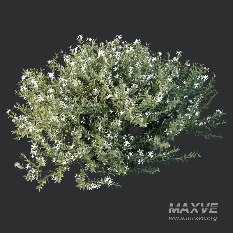 ntal shrubs that capture the natural charm and density of this iconic Australian plant. Perfectly suited for realistic landscape and architectural rendering. - Image 5