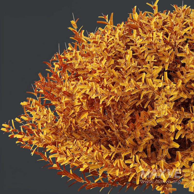 AV Gray Box Westringia Fruticosa Coastal Rosemary bushes - Image 9