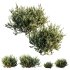 ntal olive shrubs designed for realistic architectural visualization and Mediterranean landscape rendering. - Thumbnail 1