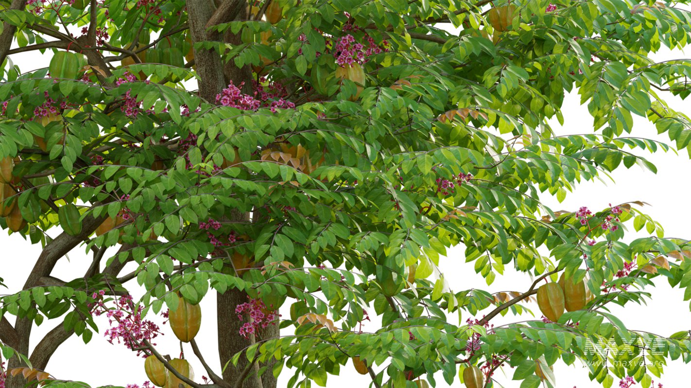 Collection 19 – Japanese garden - Image 8