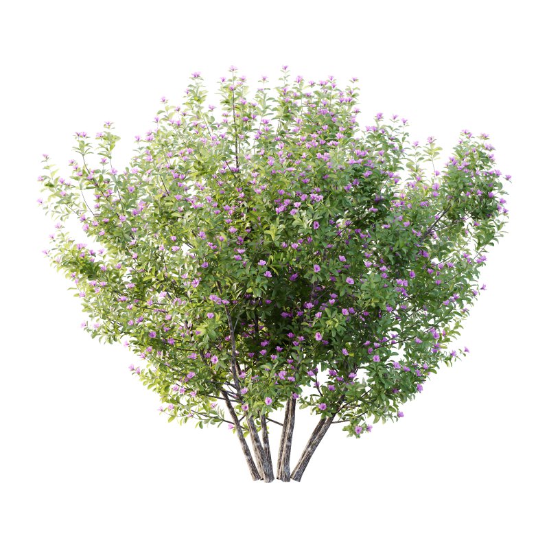 Leucophyllum frutescens Bush 08 - Image 2