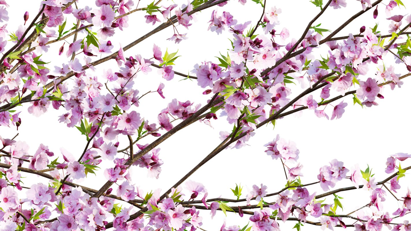 Collection 18 – Chinese garden - Image 30