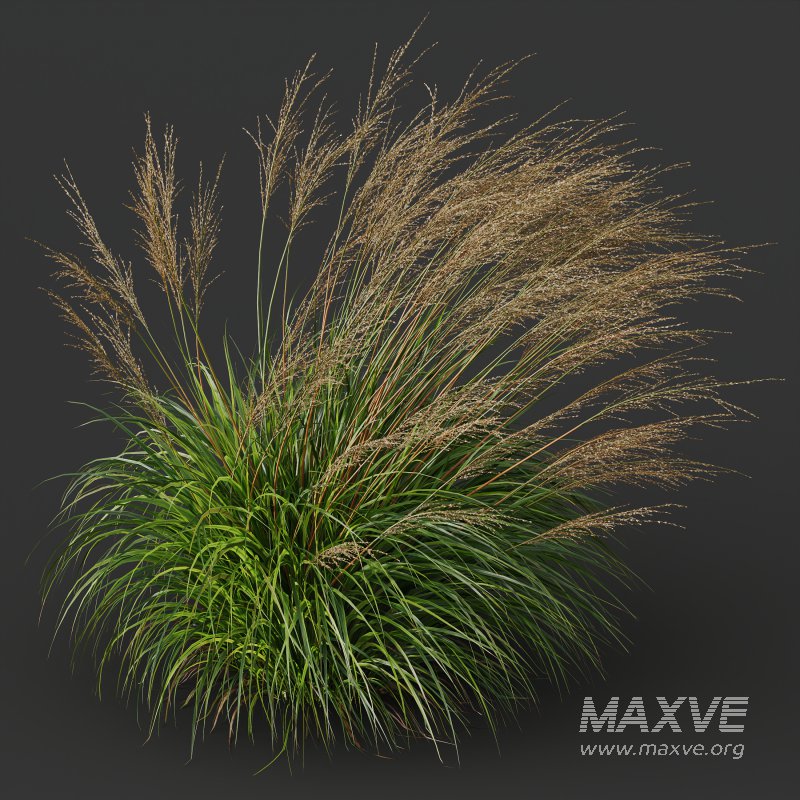 ntal grasses, designed for photorealistic landscape visualizations. - Image 4