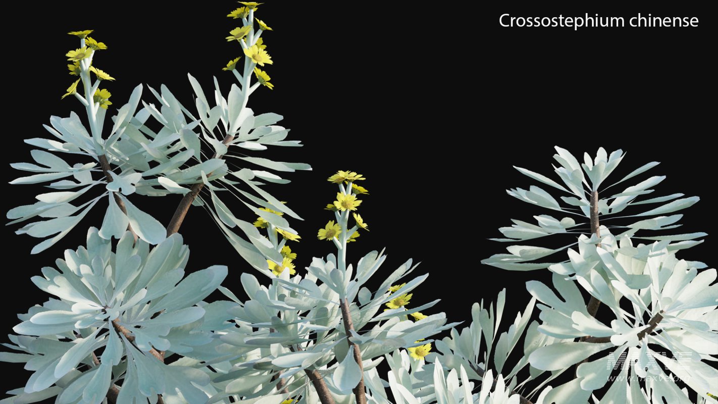 Collection 19 – Japanese garden - Image 17