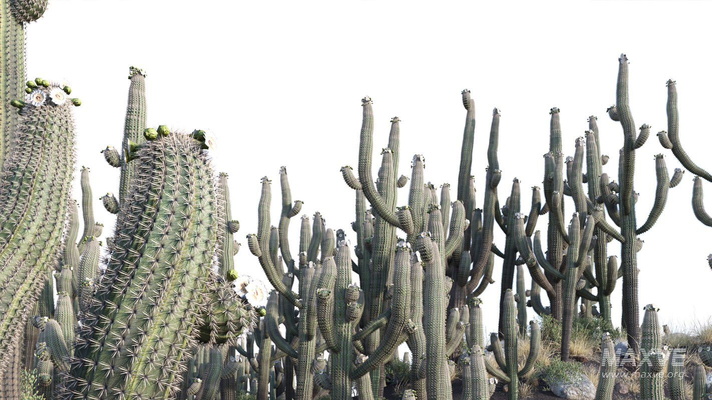 Collection 23 – Mexican Plants - Image 6