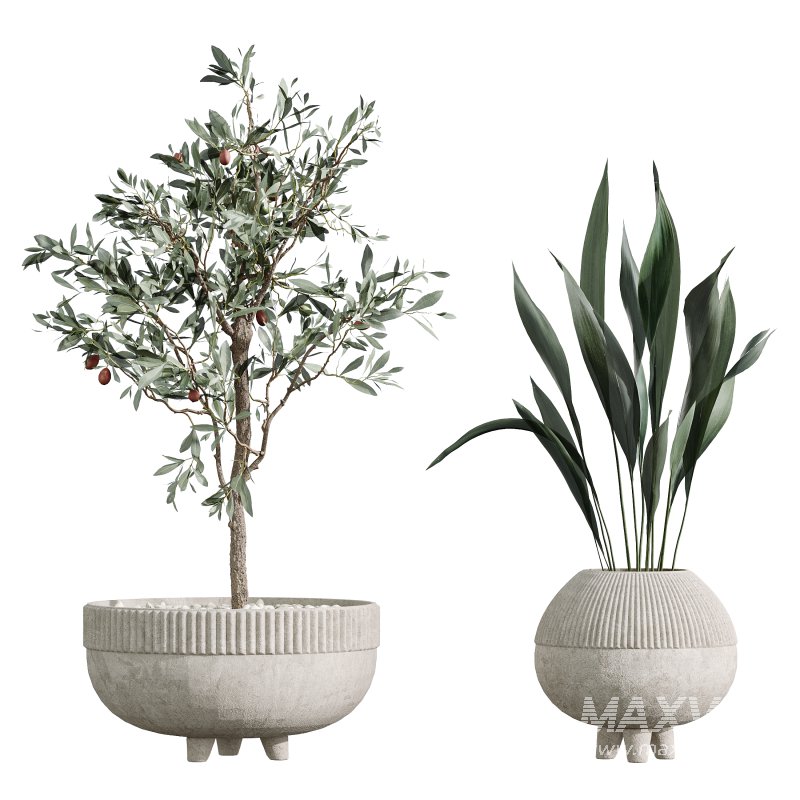 AV Indoor Plants Set 357 Olive Tree and Aspidistra Elatior and Ficus Cyathistipula and Dracaena Lemon - Image 3