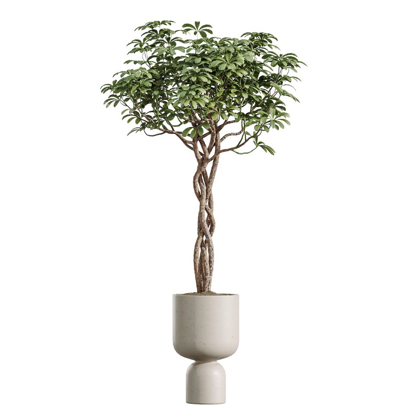 AV Indoor Plants Set 377 Ficus Cyathistipula and Banana Nicolai and Schefflera and Rhapis Excelsa - Image 3