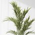 AV Indoor Plants Set 378 Arbequina Olive and Ficus Cyathistipula and Areca Palm - Thumbnail 1