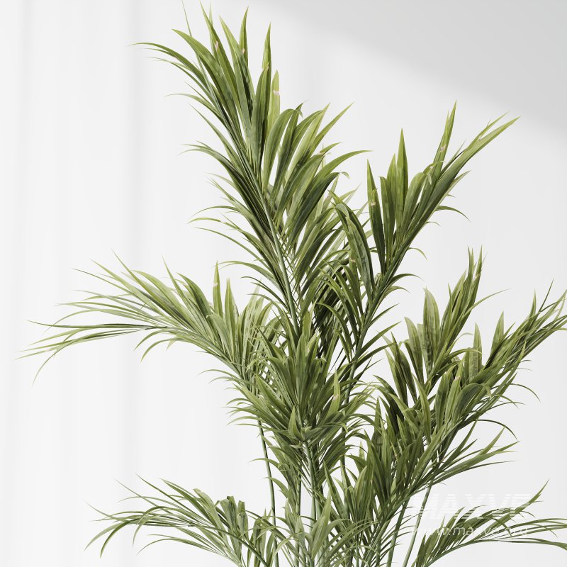 AV Indoor Plants Set 378 Arbequina Olive and Ficus Cyathistipula and Areca Palm - Image 1