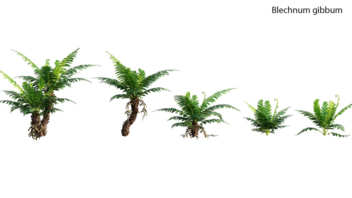 Collection 19 – Japanese garden - Image 10