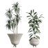 AV Indoor Plants Set 357 Olive Tree and Aspidistra Elatior and Ficus Cyathistipula and Dracaena Lemon - Thumbnail 4