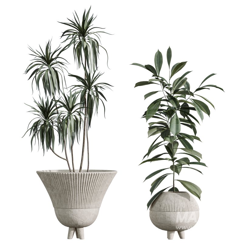 AV Indoor Plants Set 357 Olive Tree and Aspidistra Elatior and Ficus Cyathistipula and Dracaena Lemon - Image 4