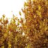 ntal olive shrubs, designed for realistic garden visualization and architectural landscaping. - Thumbnail 14