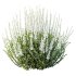 AV 6 different spring bushes Calluna Vulgaris Helena Summer Broom Heather Garden Girls - Thumbnail 1